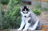 Sibirski haski i samojed stenci na prodaju