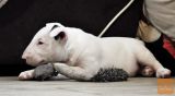Bulterijer i dogo argentino stenci na prodaju