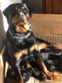 rottweiler mladiči