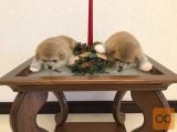 Akita inu i aljaski malamut stenci na prodaju