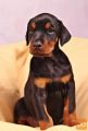 Doberman i rotvajler stenci na prodaju