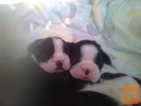 Boston terrier