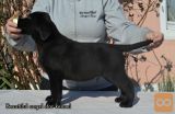 Labrador retriver štenci
