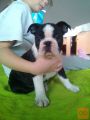 Boston terrier