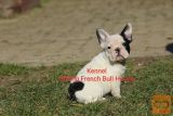 Francuski Buldog
