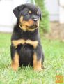 Rotvajler i doberman stenci na prodaju
