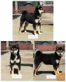 Shiba Inu puppies for sale