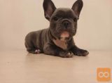 Francuski buldog i engleski buldog stenci na prodaju