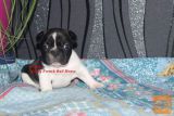 Francuski Buldog