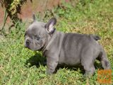 Francoski buldog Mladički ..