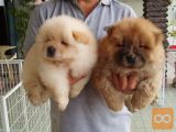 chow chow mladiči