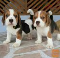 Na voljo psički beagle
