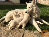 Puppies White Swiss Sheperd