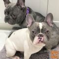FRENCH BULLDOG PUPPY FOR ADOPTION