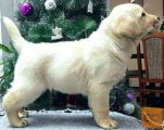 mladič labrador retrivera
