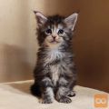 GHAVANA Maine Coon čistokrvna