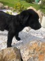Labrador retriver