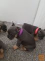French puppies are available