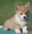 Velski korgi/Welsh Corgi Pembroke