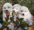 Samojed i Sibirski Haski štenci