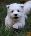 West highland white terrier WESTIE