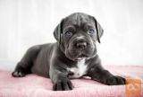 Rotvajler i Cane Corso