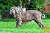 Bobtejl i Napuljski mastiff