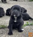 Cane Corso štenci