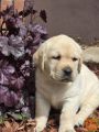 Labrador retriver štenci
