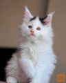 Muce pasme Maine Coon