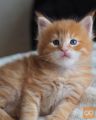 Muce pasme Maine Coon.
