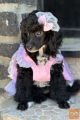 Girl black poodle------