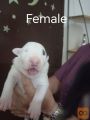 Sinai State kennel new litter