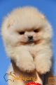 Pomeranac Boo štenci