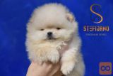 Pomeranac Boo štenci