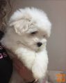 Coton de Tulear mladički