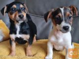Mladički jack russell terierja