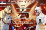 Dogo Argentino štenci 
