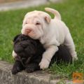 Shar pei