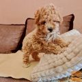 Maltipoo štenci