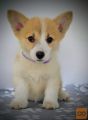 Velški Corgi Pembrok prelepi štenci