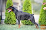 Doberman štenci