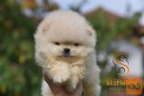 Pomeranac BOO medvedići, Pomeranski Špic štenci