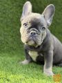Francuski Buldog vrhunski štenci