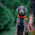 Doberman stenci na prodaju